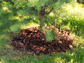 Fototapeta premium mulching coniferous trees when removing bark