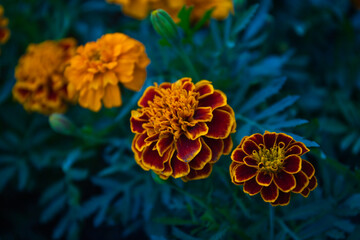 Closeup of three colorful velvet roses