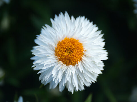 Closeup of blooming white everlasting flower
