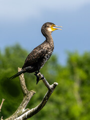 Kormoran