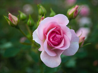 Closeup of blooming pink rose surrounded by rosebuds