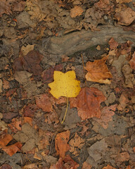 Yellow fall color of leaf among ground leaf litter.