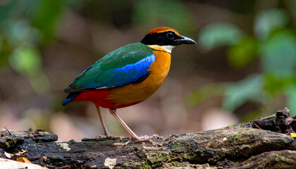 Gurney's Pitta Bird