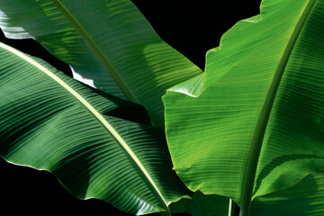 Green leaves of banana plant against black background.