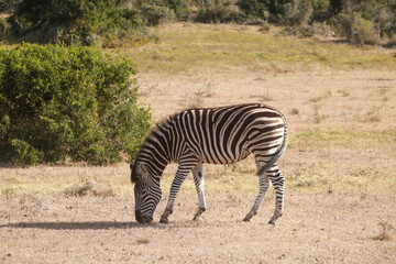 african zebra standing profile eating in addo national park