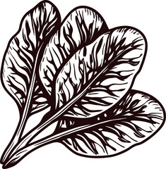 Obraz premium Hand drawn spinach leaves bundle illustration in vintage engraved isolated on white background