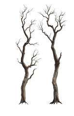 Two dried dead trees isolated on white or transparent background Cutout PNG