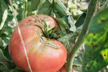 Close-up of ripe heirloom tomato on vine with leafy background in garden setting and signs of...