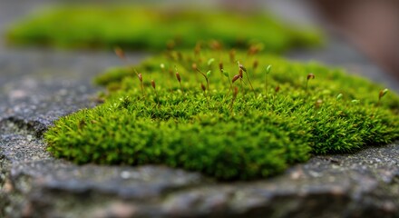 Obraz premium Close-up of vibrant green moss growing on dark stone