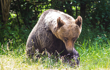 Bear on the Transfagarasan, Romania