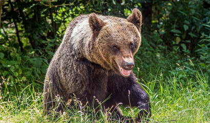 Fototapeta premium Bear on the Transfagarasan, Romania