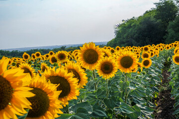 flowers sunflowers, in the field, yellow petals, soft light, evening sun, large fresh flowers, close-up, travel, vacation, landscape,