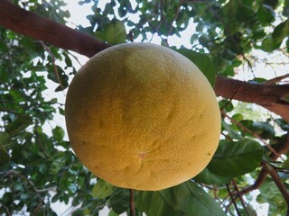 A large pomelo citrus fruit hangs on a tree branch in a sunny garden. Concept of agriculture, natural growth, fresh produce, and healthy vitamin-rich food.
