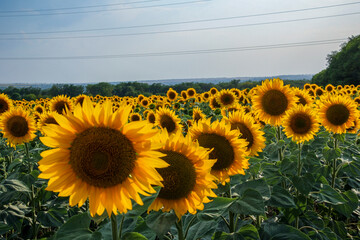 flowers sunflowers, in the field, yellow petals, soft light, evening sun, large fresh flowers, close-up, travel, vacation, landscape,