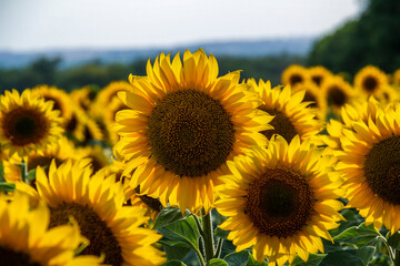 flowers sunflowers, in the field, yellow petals, soft light, evening sun, large fresh flowers, close-up, travel, vacation, landscape,