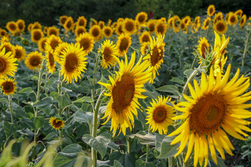 flowers sunflowers, in the field, yellow petals, soft light, evening sun, large fresh flowers, close-up, travel, vacation, landscape,