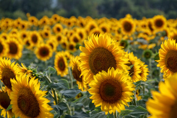 flowers sunflowers, in the field, yellow petals, soft light, evening sun, large fresh flowers, close-up, travel, vacation, landscape,
