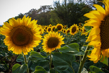 flowers sunflowers, in the field, yellow petals, soft light, evening sun, large fresh flowers, close-up, travel, vacation, landscape,