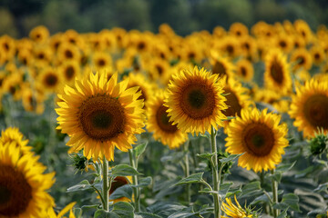 flowers sunflowers, in field, yellow petals, soft light, evening sun, large fresh flowers, close-up, travel, vacation, landscape,