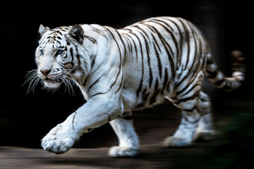 Obraz premium A dramatic photograph of a white Bengal tiger in motion against a dark background. The tiger is captured mid-stride, with its body stretched out horizontally.