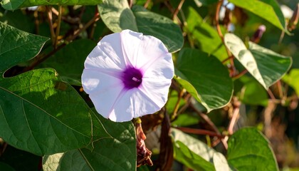 Close-up of a vibrant white flower