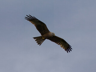 Seeadler
