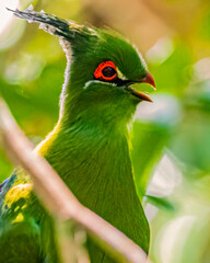 A Schalow Turaco