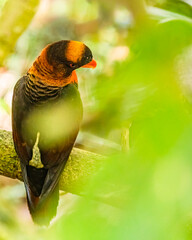 Purple Naped Lori