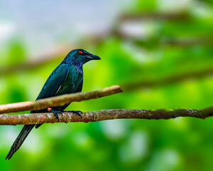 An Asian glossy Starling perching on a tree