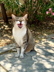 cat in the garden