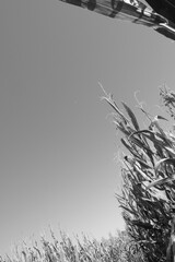 Corn field in black and white vertical background with copy space for midwest farm concept.