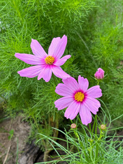 Two beautiful blooming cosmos flowers, with lush green foliage in the background.