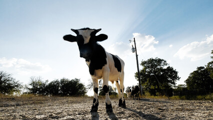 Young longhorn bull calf in rural Texas field.