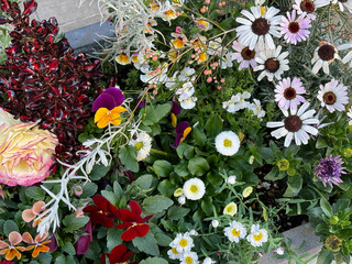 Colorful flower bed with different types of flowers blooming.