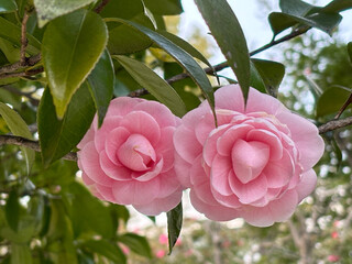 Two blooming pink camellia flowers, with lush green leaves and branches in the background.