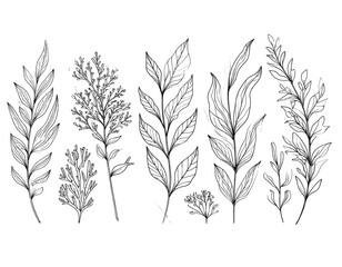 Fototapeta premium Botanical line art collection