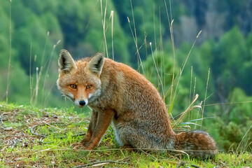 Zorro común o rojo, en el parque natural de Cazorla, Segura y Las Villas.