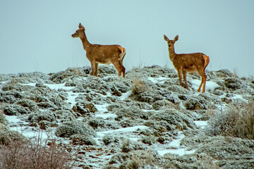 Ciervo común sobre la nieve, en el parque natural de Cazorla, Segura y Las Villas.