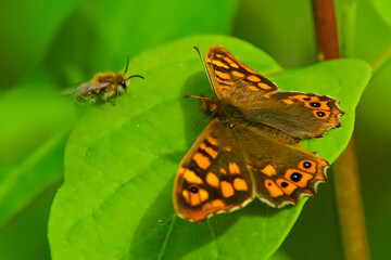 Mariposa de los Muros frente a un abeja, en el parque natural de Cazorla, Segura y Las Villas.