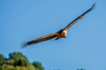  Buitre leonado en vuelo, en el parque natural de Cazorla, Segura y Las Villas.