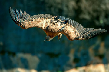  Buitre leonado en vuelo, en el parque natural de Cazorla, Segura y Las Villas.