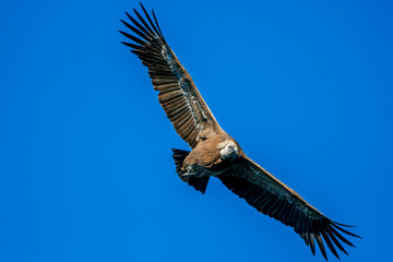  Buitre leonado en vuelo, en el parque natural de Cazorla, Segura y Las Villas.