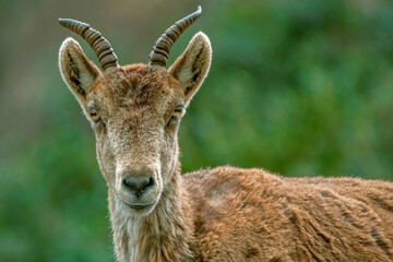 Macho de cabra hispánica pirenaica, en el parque natural de Cazorla, Segura y Las Villas.