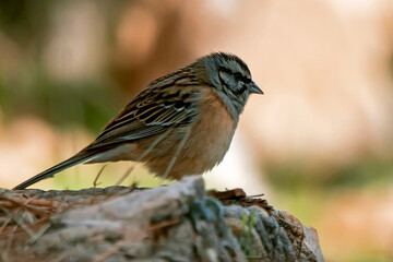 Escribano común, en el parque natural de Cazorla, Segura y Las Villas.