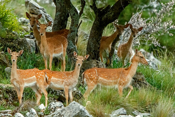 Gamos pastando, del parque natural de Cazorla, Segura y Las Villas.