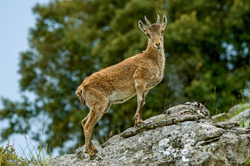 Macho de cabra hispánica pirenaica, en el parque natural de Cazorla, Segura y Las Villas.