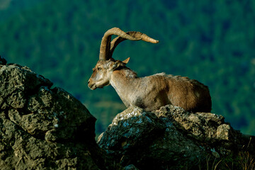 Macho de cabra hispánica pirenaica, en el parque natural de Cazorla, Segura y Las Villas.