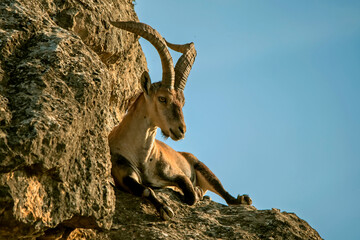 Macho de cabra hispánica pirenaica, en el parque natural de Cazorla, Segura y Las Villas.