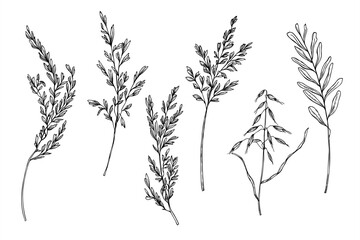 Monochrome vector illustration set of flowering meadow spikelet and wild oats. Wild herbs, grasses etching drawing clip art for organic product labels, rustic wedding decor, eco friendly packaging