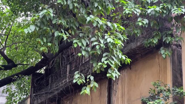 An old ruined house in Kolkata covered with pipal tree